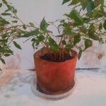 Planta Macetero Rojo Grande